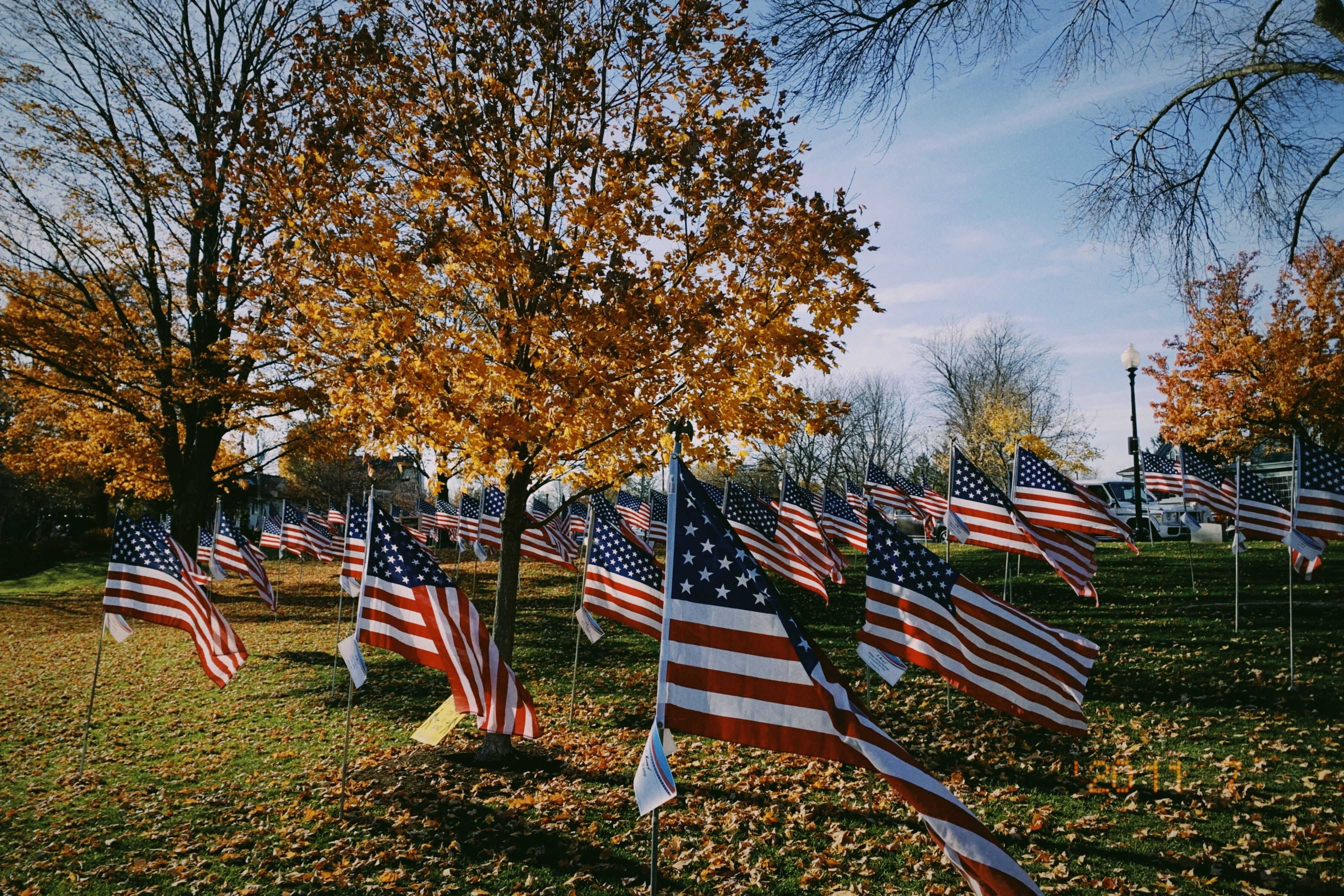 Several American Flags under Trees